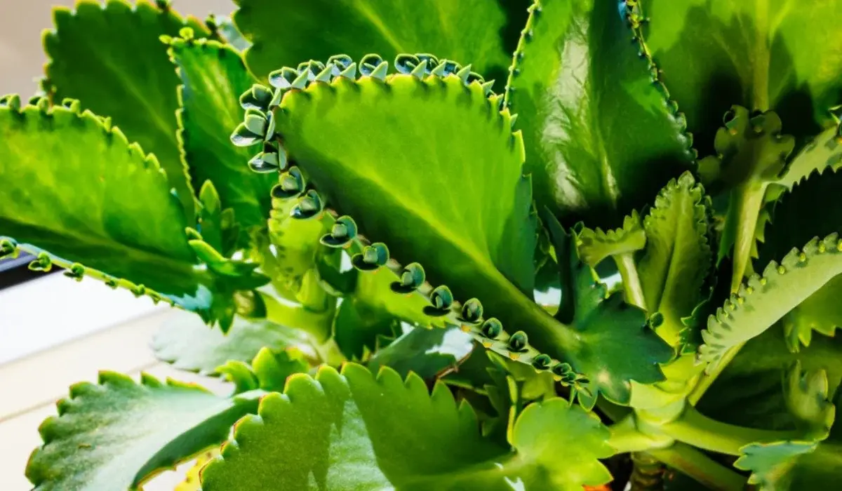 Mother of Thousands plant